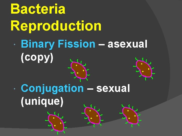 Bacteria Reproduction Binary Fission – asexual (copy) Conjugation – sexual (unique) 