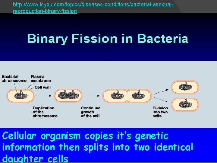http: //www. icyou. com/topics/diseases-conditions/bacterial-asexualreproduction-binary-fission Cellular organism copies it’s genetic information then splits into two