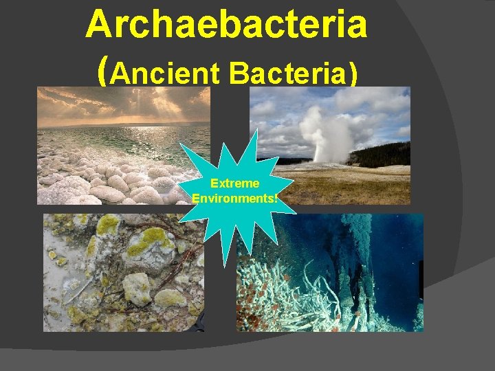 Archaebacteria (Ancient Bacteria) Extreme Environments! 