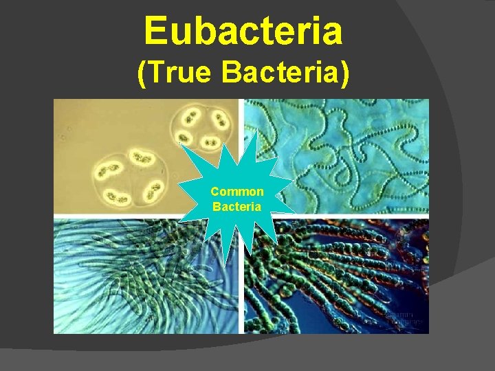 Eubacteria (True Bacteria) Common Bacteria 