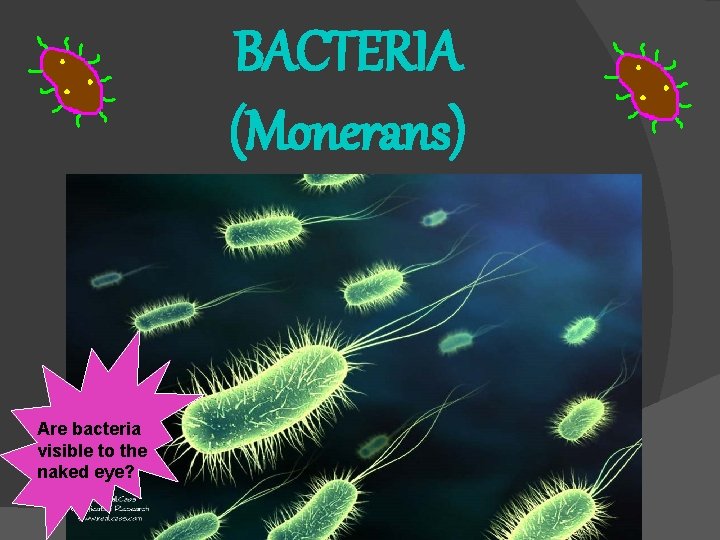 BACTERIA (Monerans) Are bacteria visible to the naked eye? 