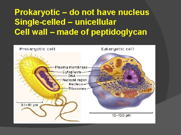 Prokaryotic – do not have nucleus Single-celled – unicellular Cell wall – made of