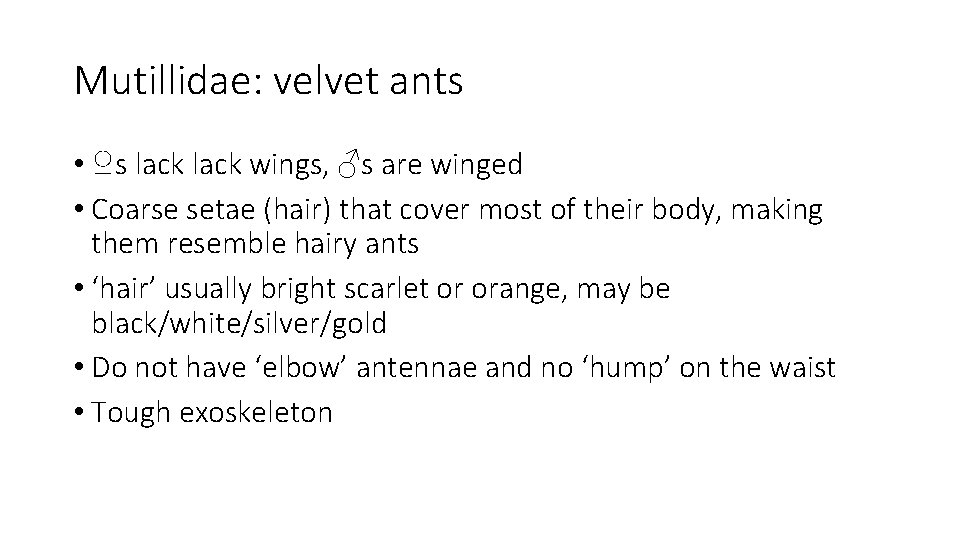 Mutillidae: velvet ants • ♀s lack wings, ♂s are winged • Coarse setae (hair)