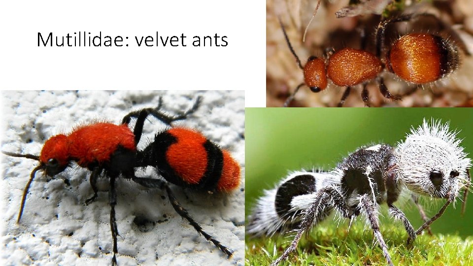 Mutillidae: velvet ants 