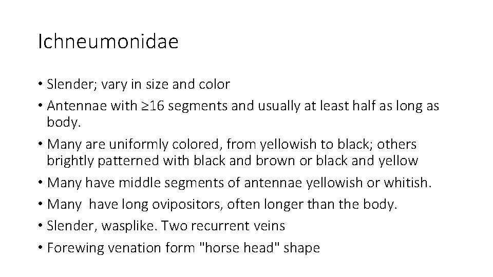 Ichneumonidae • Slender; vary in size and color • Antennae with ≥ 16 segments