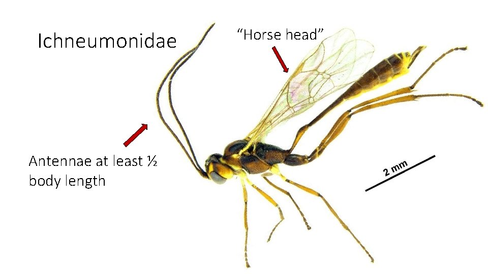Ichneumonidae Antennae at least ½ body length “Horse head” 