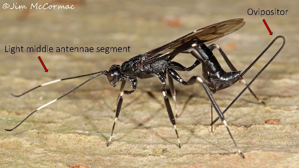 Ovipositor Light middle antennae segment 