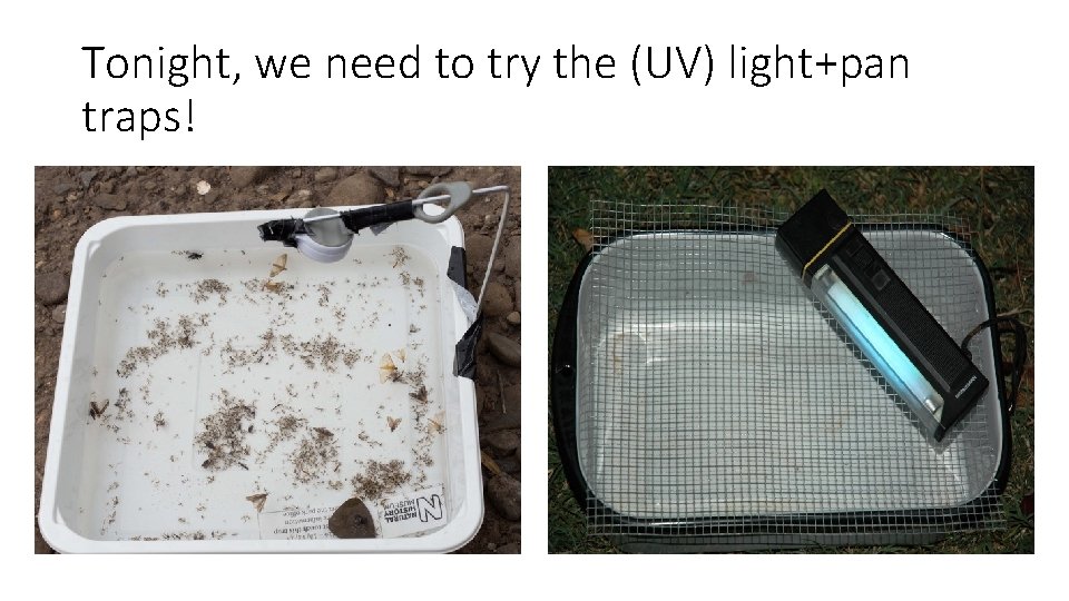 Tonight, we need to try the (UV) light+pan traps! 
