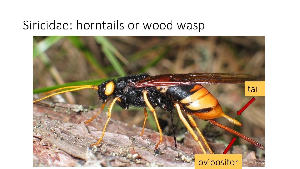 Siricidae: horntails or wood wasp tail ovipositor 