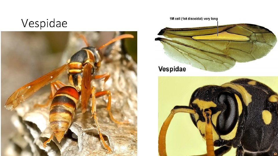 Vespidae 