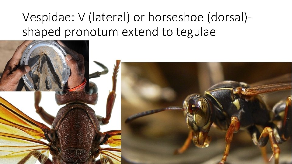 Vespidae: V (lateral) or horseshoe (dorsal)shaped pronotum extend to tegulae 