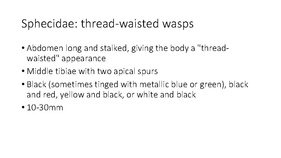 Sphecidae: thread-waisted wasps • Abdomen long and stalked, giving the body a "threadwaisted" appearance