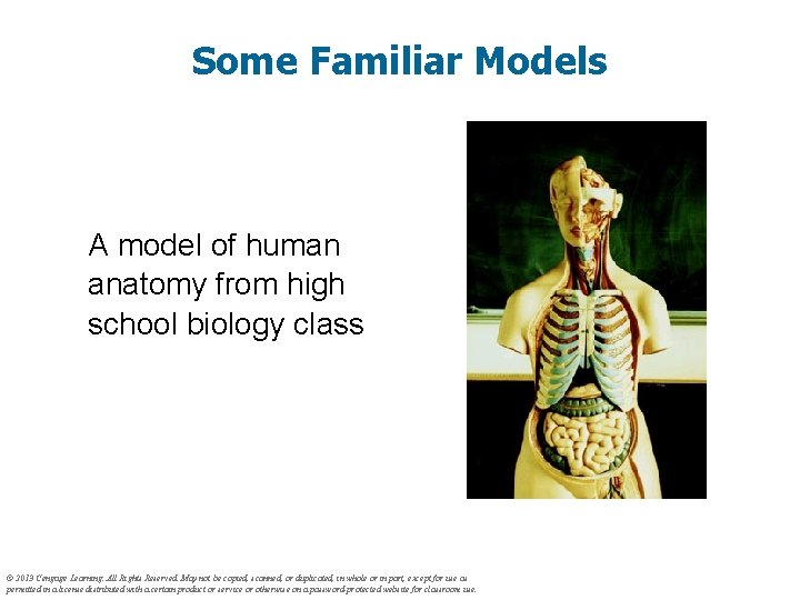 Some Familiar Models A model of human anatomy from high school biology class ©