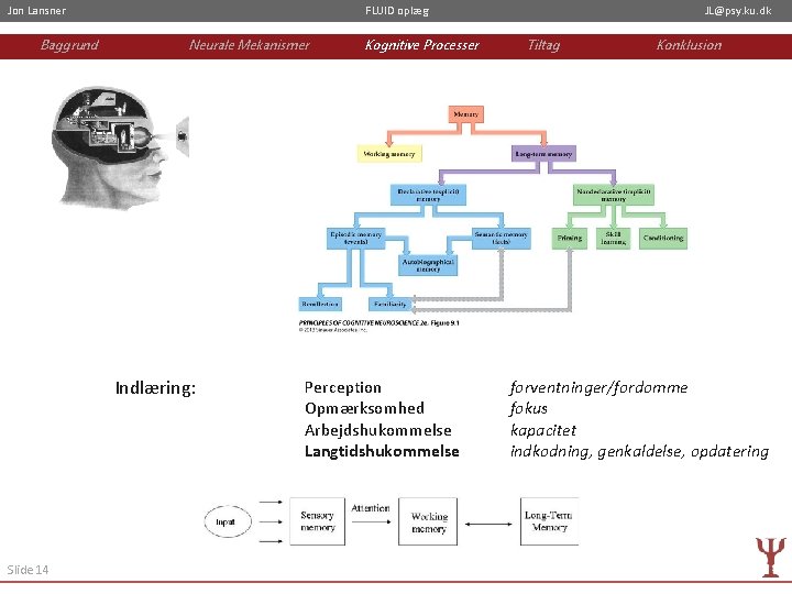 Jon Lansner Baggrund FLUID oplæg Neurale Mekanismer Indlæring: Slide 14 Kognitive Processer Perception Opmærksomhed