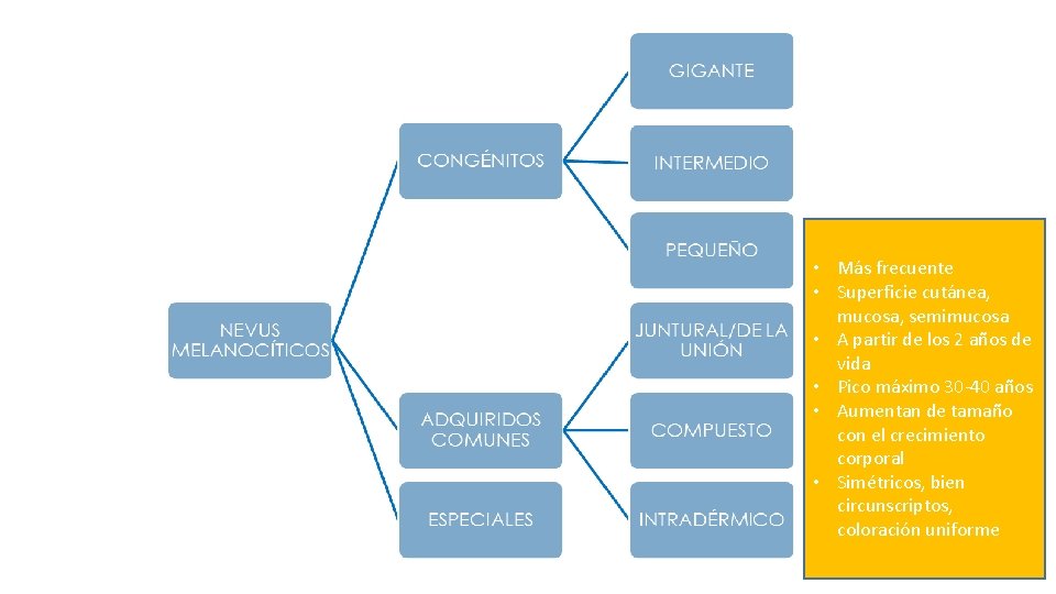  • Más frecuente • Superficie cutánea, mucosa, semimucosa • A partir de los