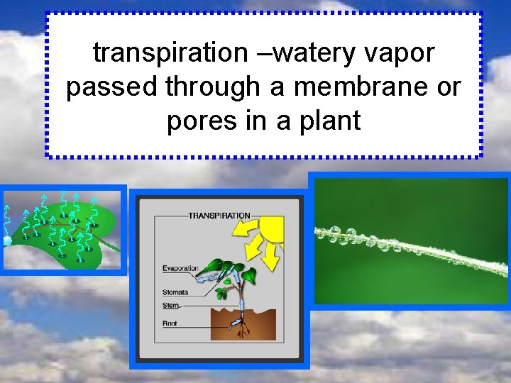 transpiration –watery vapor passed through a membrane or pores in a plant 