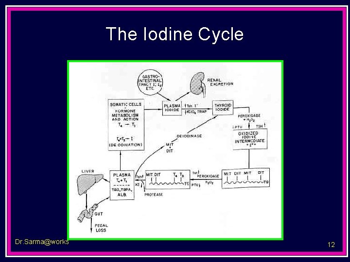 The Iodine Cycle Dr. Sarma@works 12 