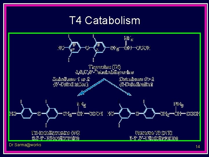 T 4 Catabolism Dr. Sarma@works 14 