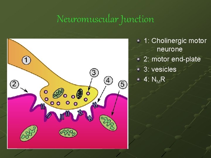 Neuromuscular Junction 1: Cholinergic motor neurone 2: motor end-plate 3: vesicles 4 : N