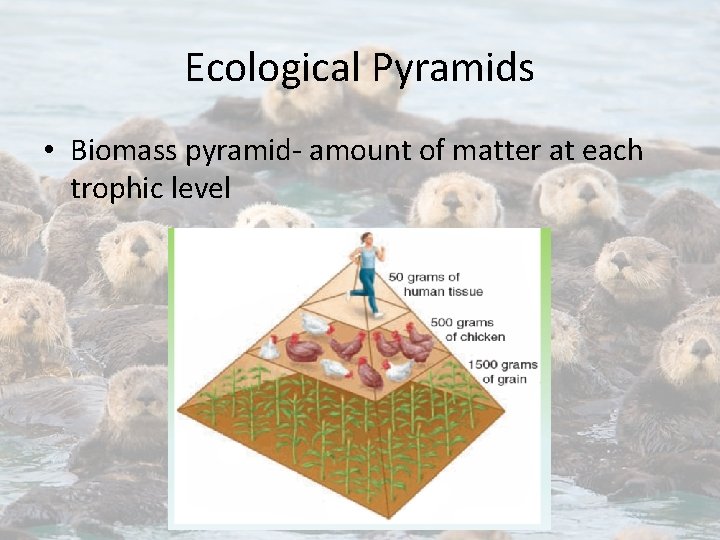 Ecological Pyramids • Biomass pyramid- amount of matter at each trophic level 