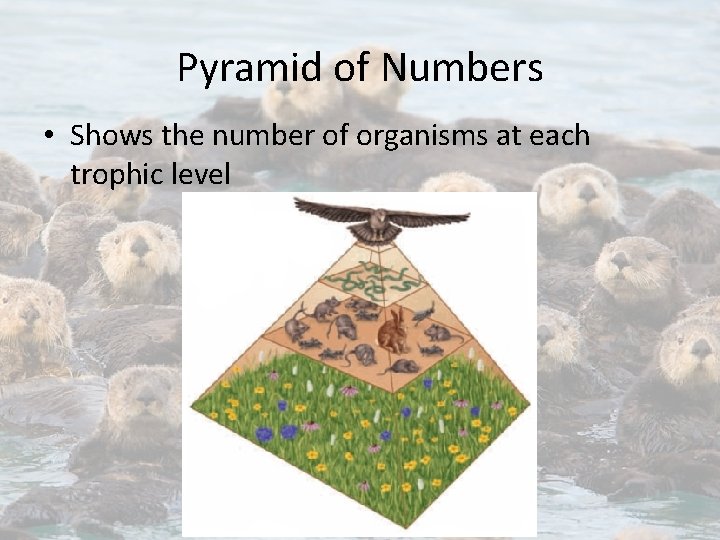 Pyramid of Numbers • Shows the number of organisms at each trophic level 