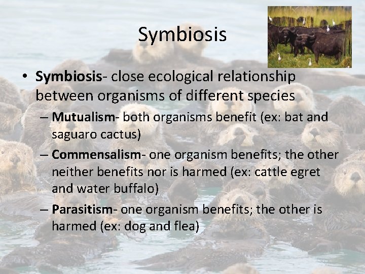 Symbiosis • Symbiosis- close ecological relationship between organisms of different species – Mutualism- both