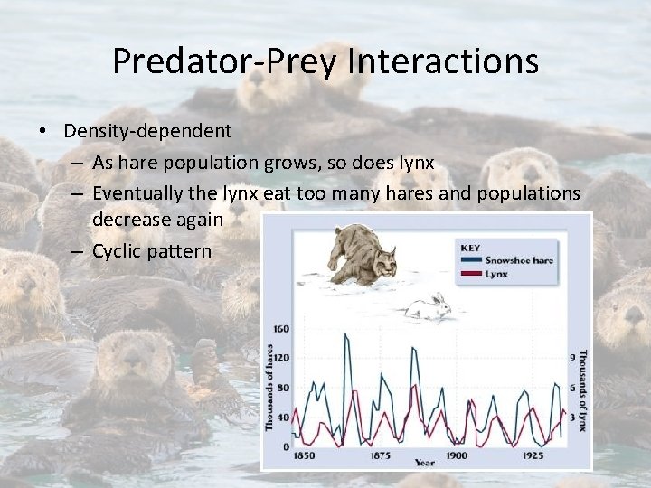 Predator-Prey Interactions • Density-dependent – As hare population grows, so does lynx – Eventually