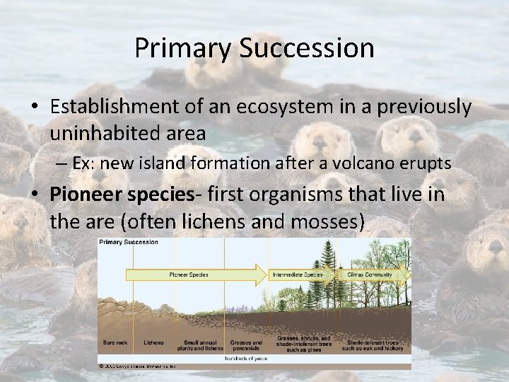 Primary Succession • Establishment of an ecosystem in a previously uninhabited area – Ex: