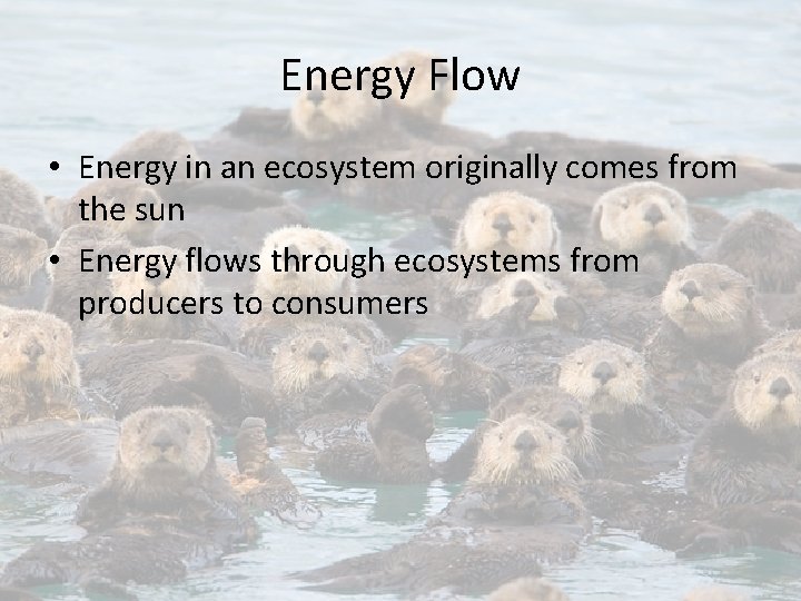 Energy Flow • Energy in an ecosystem originally comes from the sun • Energy
