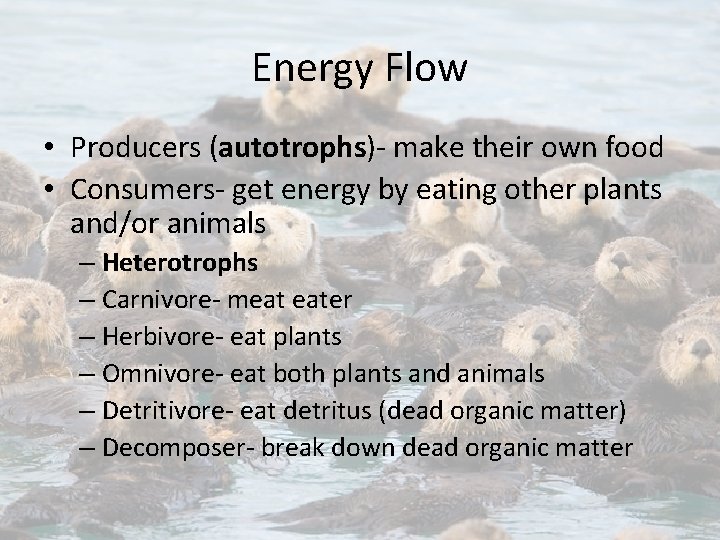 Energy Flow • Producers (autotrophs)- make their own food • Consumers- get energy by