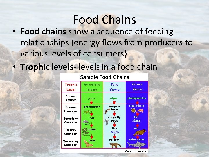 Food Chains • Food chains show a sequence of feeding relationships (energy flows from