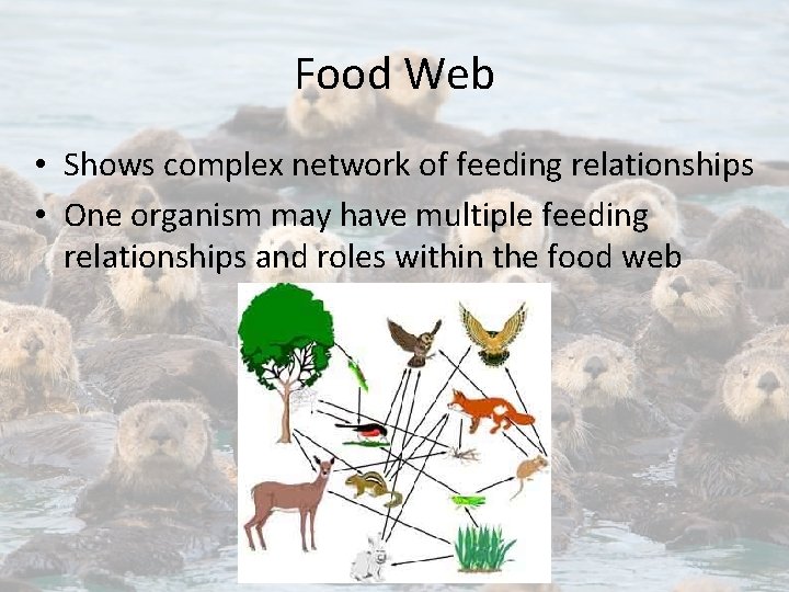 Food Web • Shows complex network of feeding relationships • One organism may have