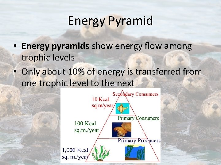 Energy Pyramid • Energy pyramids show energy flow among trophic levels • Only about