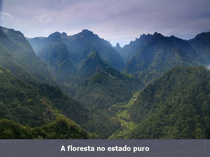 A floresta no estado puro 