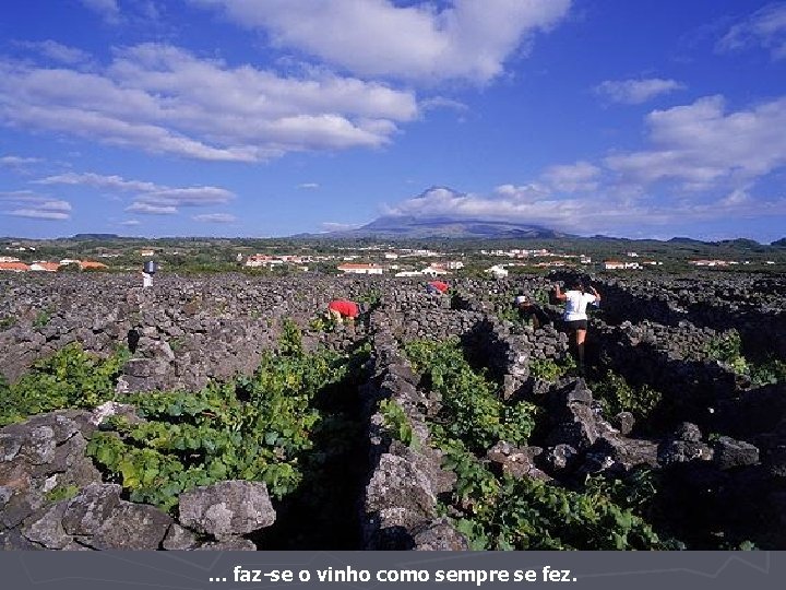 … faz-se o vinho como sempre se fez. 