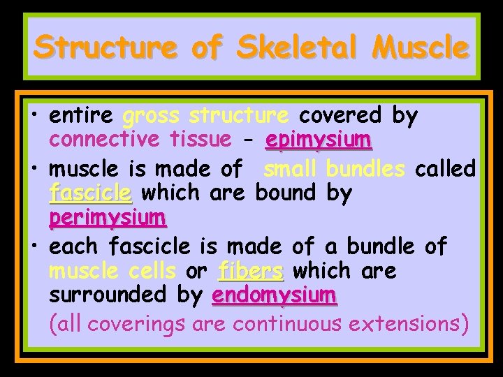 Structure of Skeletal Muscle • entire gross structure covered by connective tissue - epimysium