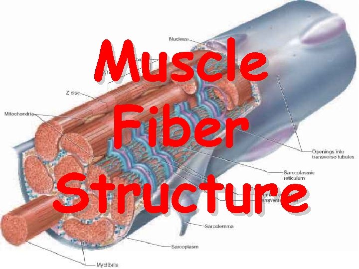 Muscle Fiber Structure 