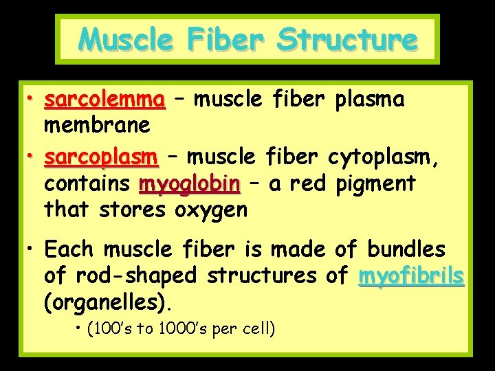 Muscle Fiber Structure • sarcolemma – muscle fiber plasma membrane • sarcoplasm – muscle