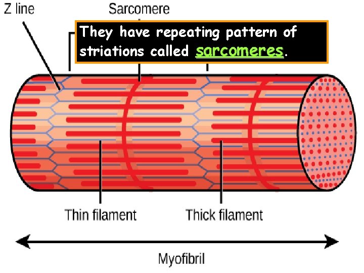 They have repeating pattern of striations called sarcomeres. 