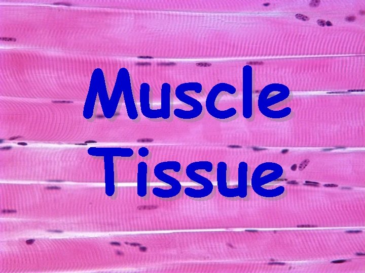 Muscle Tissue 