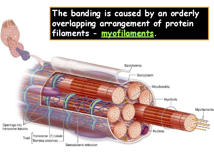The banding is caused by an orderly overlapping arrangement of protein filaments - myofilaments