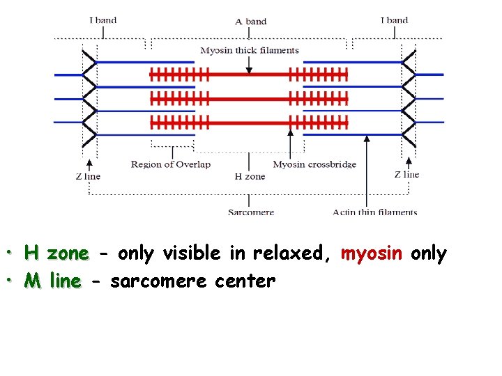  • H zone - only visible in relaxed, myosin only • M line