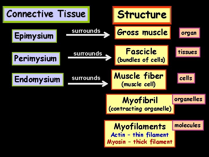 Connective Tissue Structure Epimysium surrounds Gross muscle organ Perimysium surrounds Fascicle tissues Endomysium surrounds