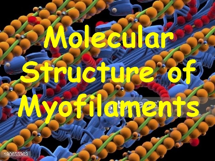 Molecular Structure of Myofilaments 