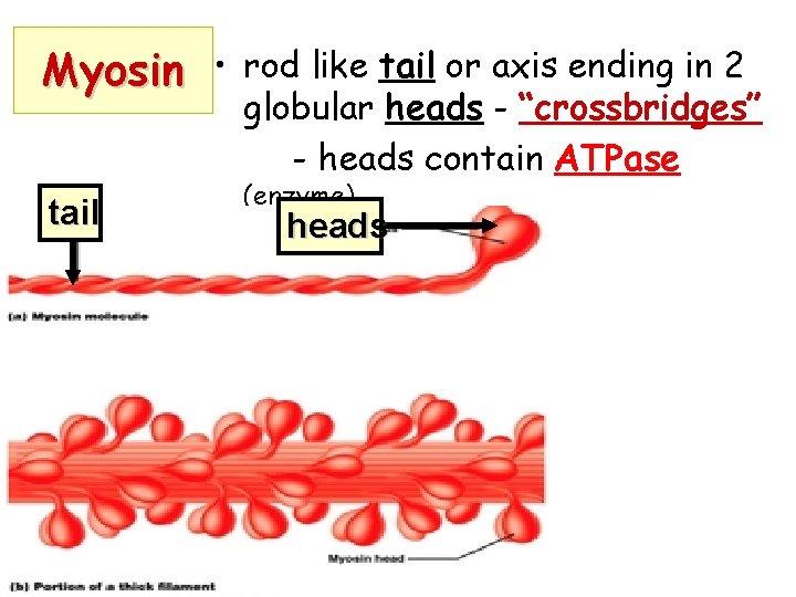 Myosin • tail rod like tail or axis ending in 2 globular heads -
