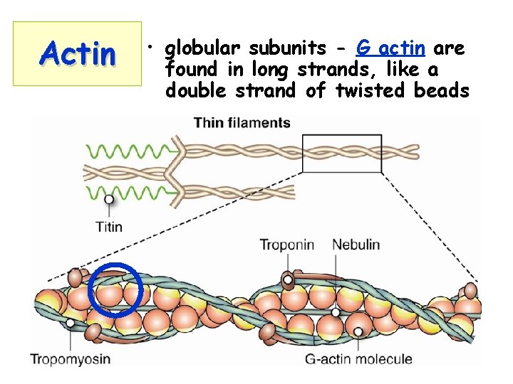 Actin • globular subunits - G actin are found in long strands, like a