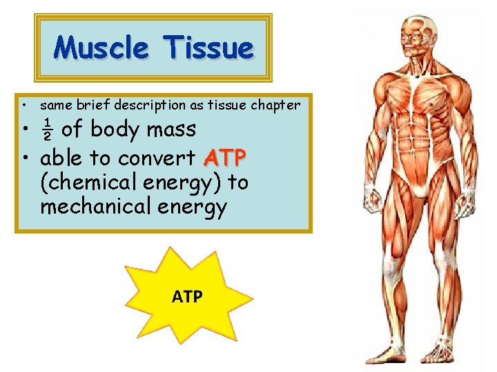 Muscle Tissue • same brief description as tissue chapter • ½ of body mass