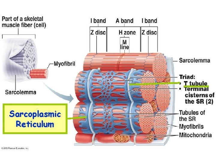 Sarcoplasmic Reticulum 