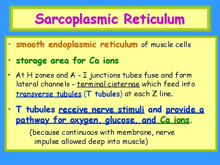 Sarcoplasmic Reticulum • smooth endoplasmic reticulum of muscle cells • storage area for Ca