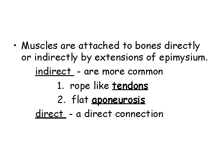  • Muscles are attached to bones directly or indirectly by extensions of epimysium.